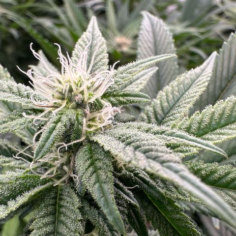 MiscxLAZ #26 C #1 47.15g growlog timeline photo