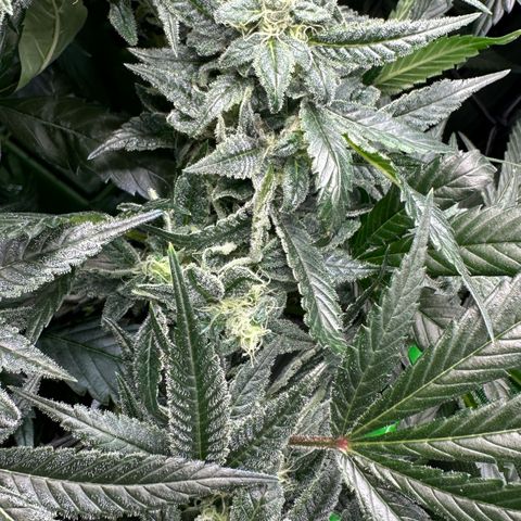 MiscxLAZ #08 C #1 growlog timeline photo