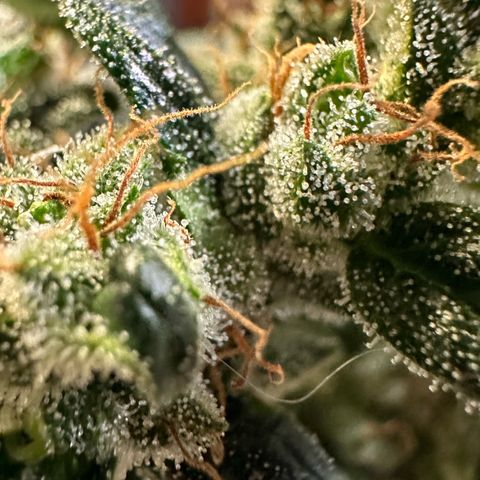 Auto Think Different  #3 growlog timeline photo