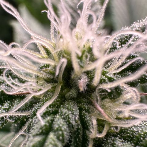 MiscxLAZ #26 C #1 47.15g growlog timeline photo