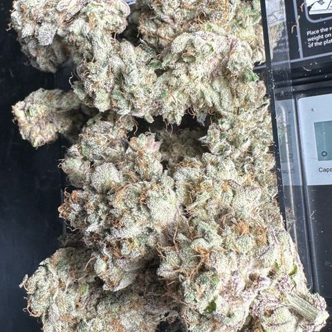 CxLAZ #31 58.75g growlog photo: Trimmed and moved to jar