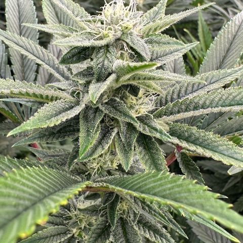 MiscxLAZ #26 C #1 47.15g growlog timeline photo