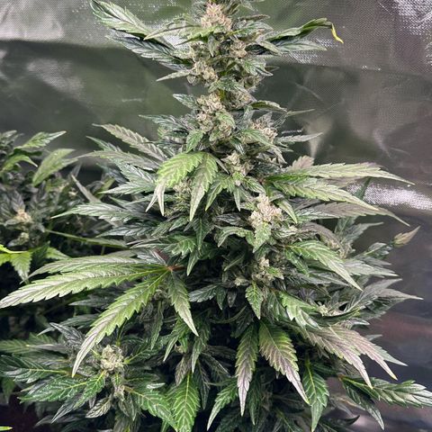 Auto Think Different  #1 growlog timeline photo