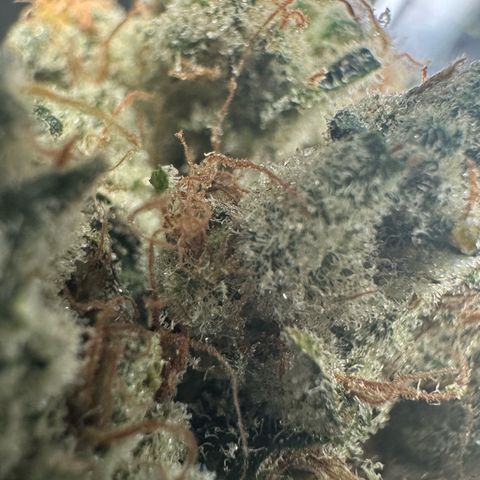CxLAZ #15 52g growlog photo: Trim and put in grove bag, kind of dry.