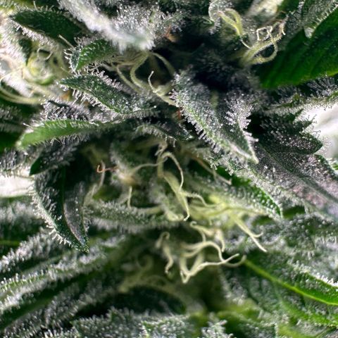 Fuel D.OG #1 Female 47.36g growlog timeline photo