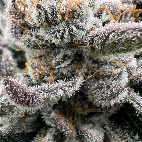 Misc x (LA Kush x Zkittles) #34 15.68g growlog timeline photo