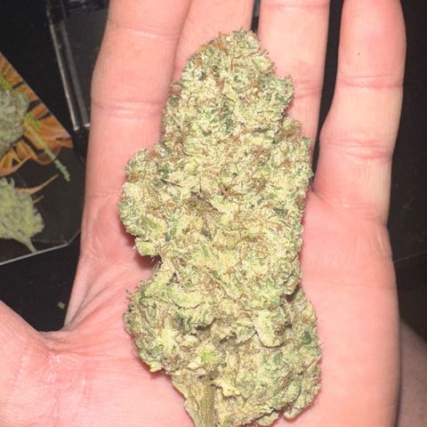 CxLAZ #15 52g growlog photo: Trim and put in grove bag, kind of dry.
