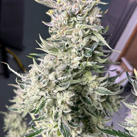 CxLAZ #15 52g growlog photo: Harvest day