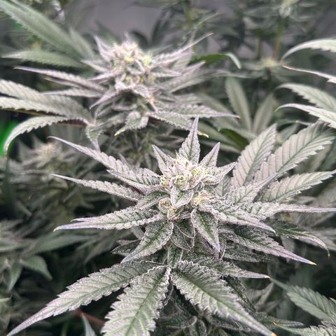 MiscxLAZ #22 C 42.33g growlog timeline photo