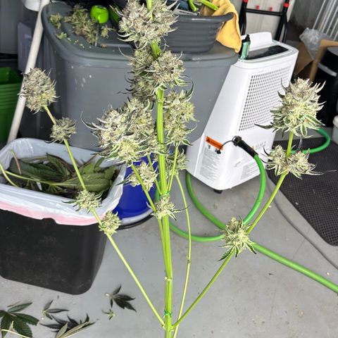 CxLAZ #31 58.75g growlog photo: Harvest day