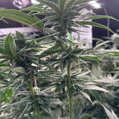 MiscxLAZ 5-4 34.63g growlog timeline photo