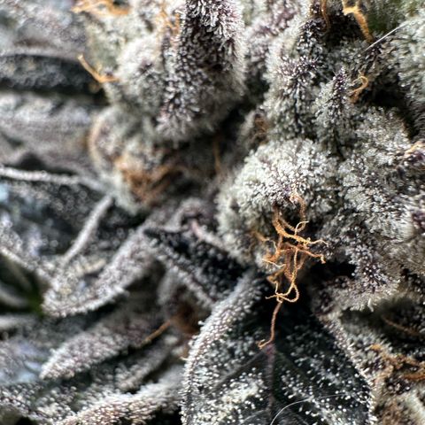 Misc x (LA Kush x Zkittles) #10 growlog timeline photo