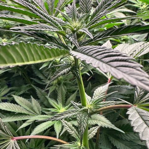 MiscxLAZ #29 C growlog timeline photo