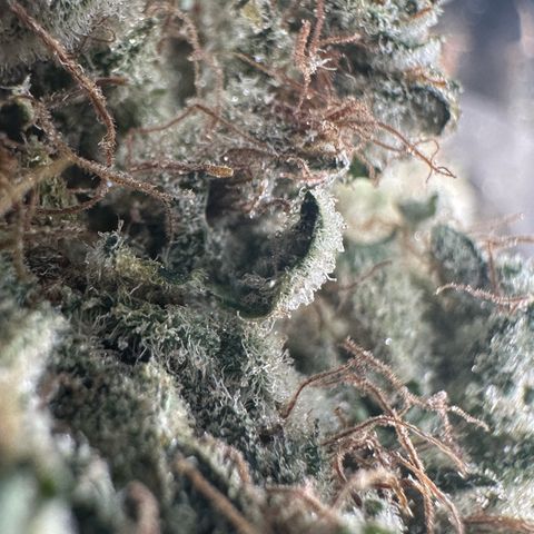 CxLAZ #15 52g growlog photo: Trim and put in grove bag, kind of dry.