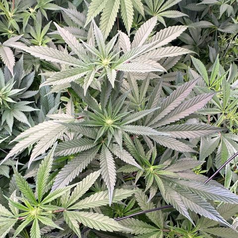 MiscxLAZ #29 C growlog timeline photo