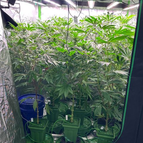 Fuel D.OG #1 Female 47.36g growlog timeline photo