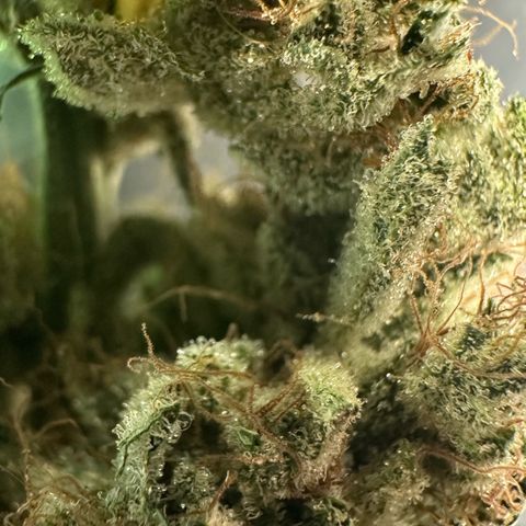 CxLAZ #06 growlog timeline photo