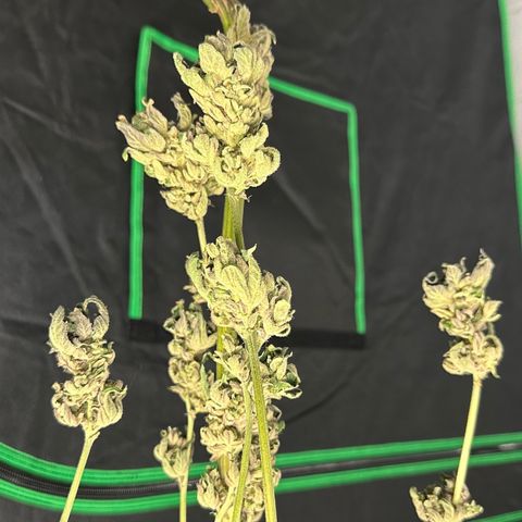 Misc x (LA Kush x Zkittles) #05 growlog timeline photo