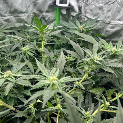 Fuel D.OG #1 Female 47.36g growlog timeline photo