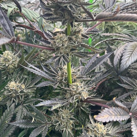 CxLAZ #16 50.72g growlog timeline photo