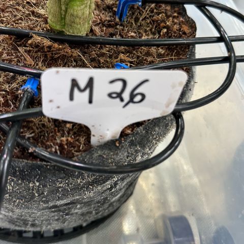 Misc x (LA Kush x Zkittles) #26 60.7g growlog timeline photo