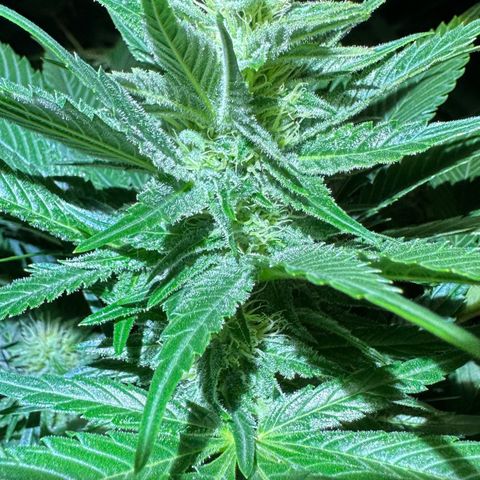 MiscxLAZ #29 C growlog timeline photo