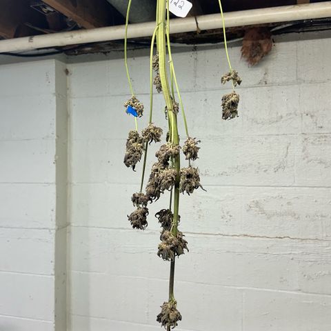 Misc x (LA Kush x Zkittles) #22 34.14g growlog photo: Moved to plastic bag