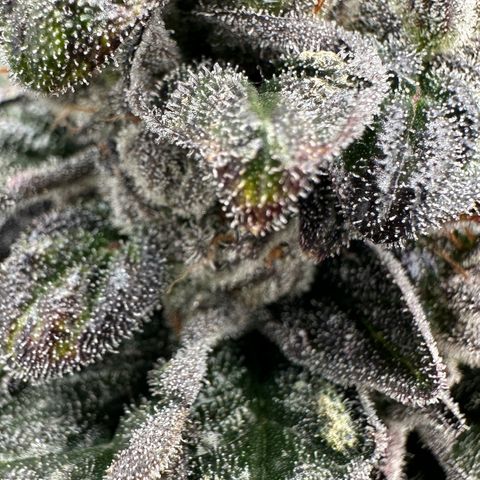 Misc x (LA Kush x Zkittles) #05 growlog timeline photo
