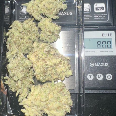 CxLAZ #15 52g growlog photo: Trim and put in grove bag, kind of dry.