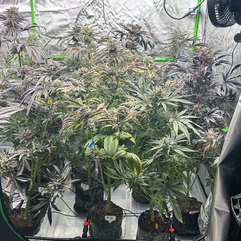 CxLAZ #16 50.72g growlog timeline photo