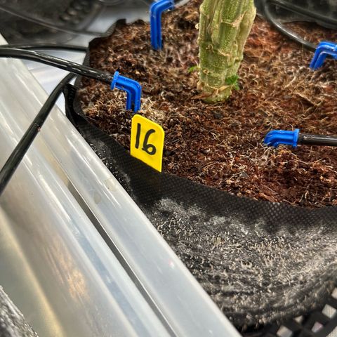 CxLAZ #16 50.72g growlog timeline photo