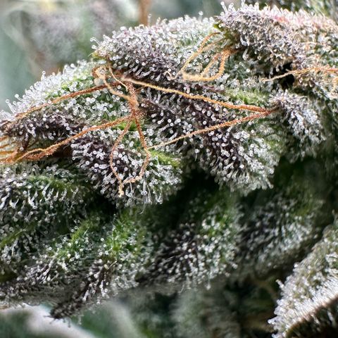 Misc x (LA Kush x Zkittles) #23 28.19g growlog timeline photo