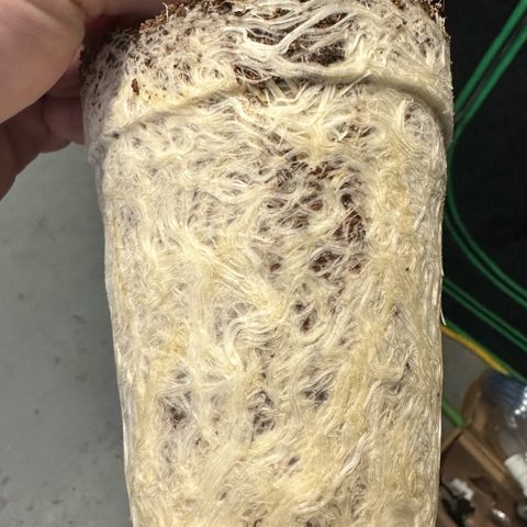 MiscxLAZ #08 C #1 growlog timeline photo