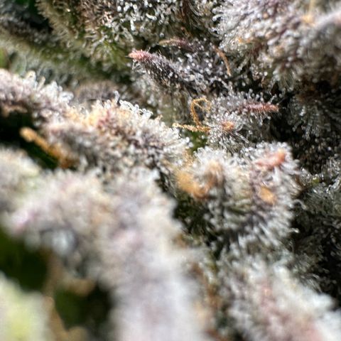 Misc x (LA Kush x Zkittles) #26 60.7g growlog timeline photo