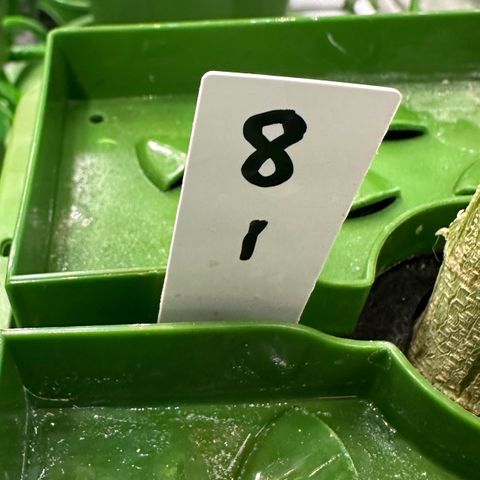 MiscxLAZ #08 C #1 growlog timeline photo