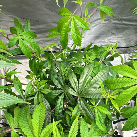 MiscxLAZ #26 C #2 growlog timeline photo