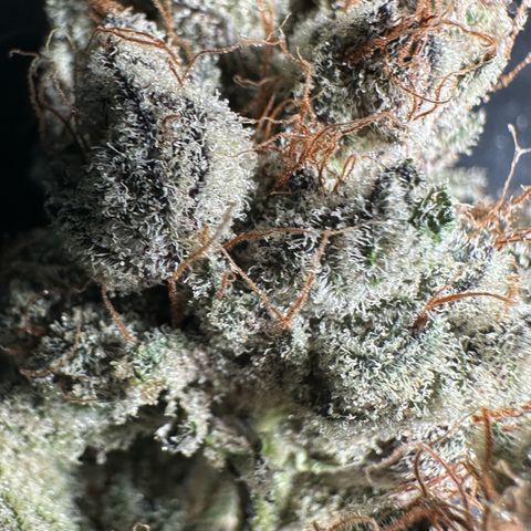 Misc x (LA Kush x Zkittles) #34 15.68g growlog timeline photo