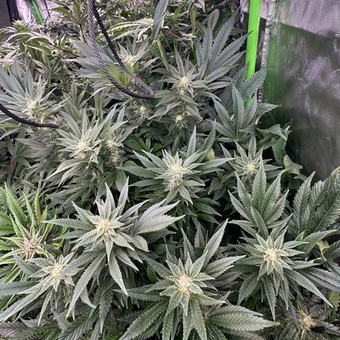 Fuel D.OG #2 Female 49.44g M growlog timeline photo