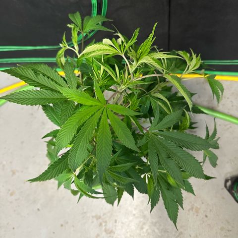 CxLAZ #31 C growlog timeline photo