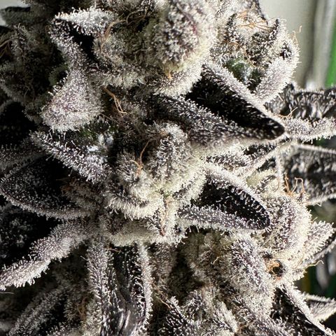 Misc x (LA Kush x Zkittles) #29 25.69g growlog photo: Harvest day