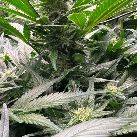 Fuel D.OG #1 Female 47.36g growlog timeline photo