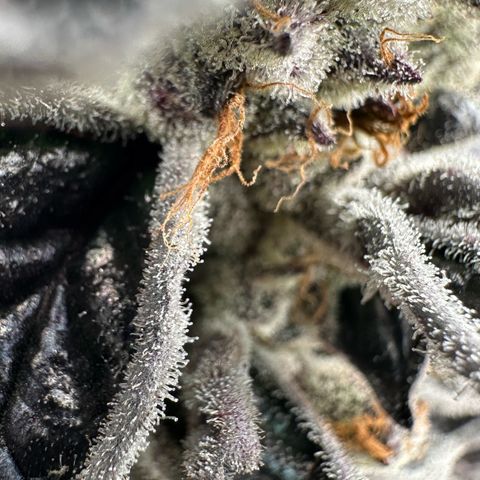 CxLAZ #03 45.52g growlog timeline photo