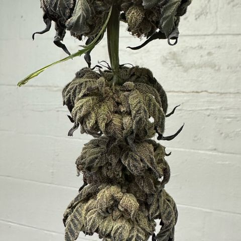 Misc x (LA Kush x Zkittles) #27 33.12g growlog photo: Moved to plastic bag