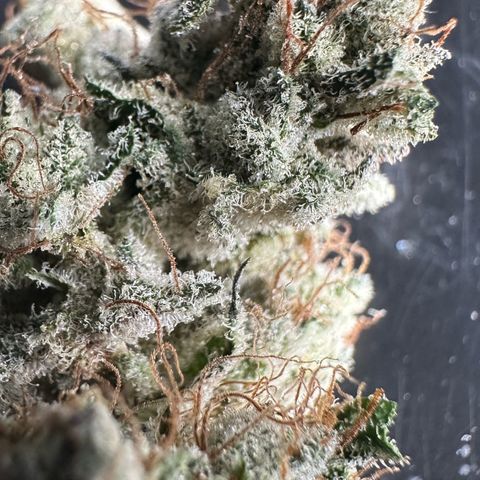 Misc x (LA Kush x Zkittles) #04 10.54g growlog timeline photo