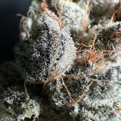 Misc x (LA Kush x Zkittles) #34 15.68g growlog timeline photo