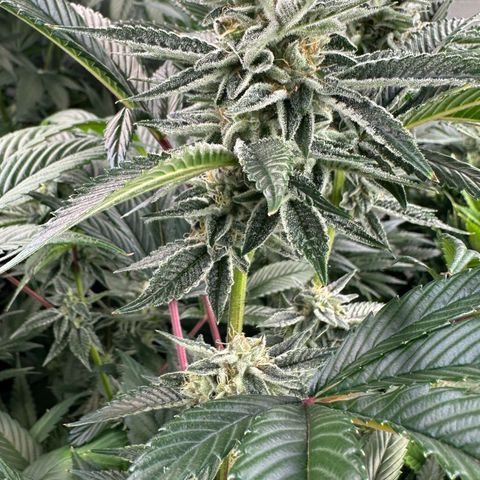 MiscxLAZ #26 C #1 47.15g growlog timeline photo