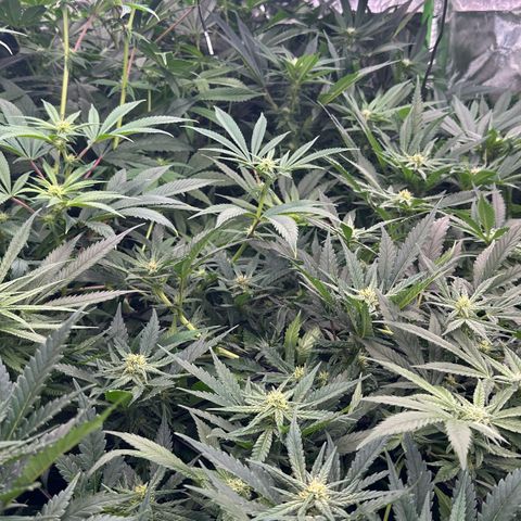 Fuel D.OG #1 Female 47.36g growlog timeline photo