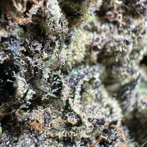 Misc x (LA Kush x Zkittles) #22 34.14g growlog timeline photo