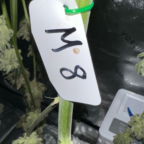 Misc x (LA Kush x Zkittles) #08 growlog timeline photo