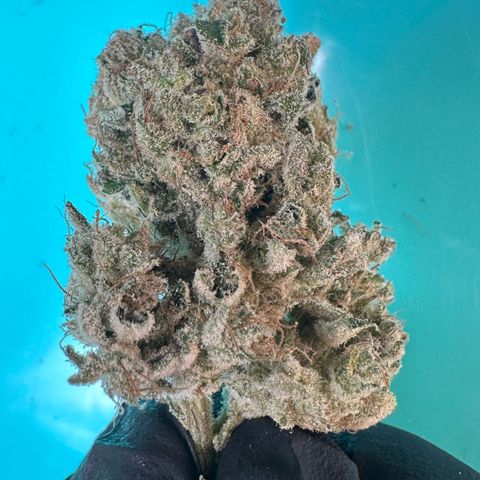 CxLAZ #15 52g growlog photo: Seeded bud